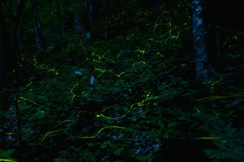 This Western North Carolina National Forest Is One of the Only Places to Spot Rare Blue Ghost Fireflies—and You Can Only See Them for a Limited Time