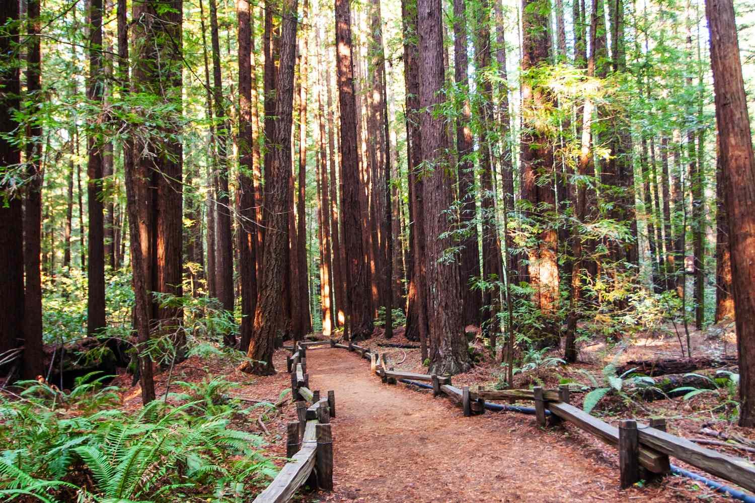 This Northern California Reserve Is a Quieter Alternative to Muir Woods—With 800 Acres of Redwood Forests and Few Crowds