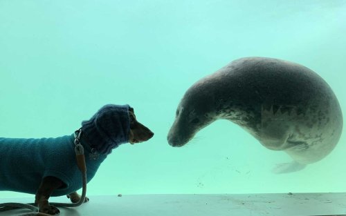 Dachshund Makes Friends With a Rescue Seal and the Photos Are Adorable