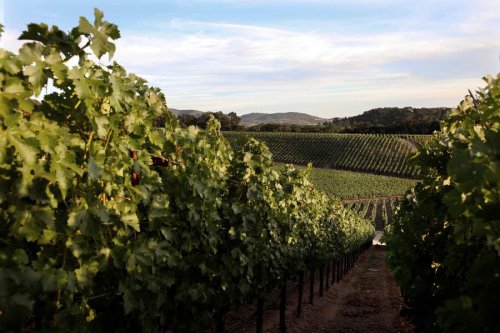 10 Best Napa Wineries For A Delicious Tasting And Beautiful Views ...