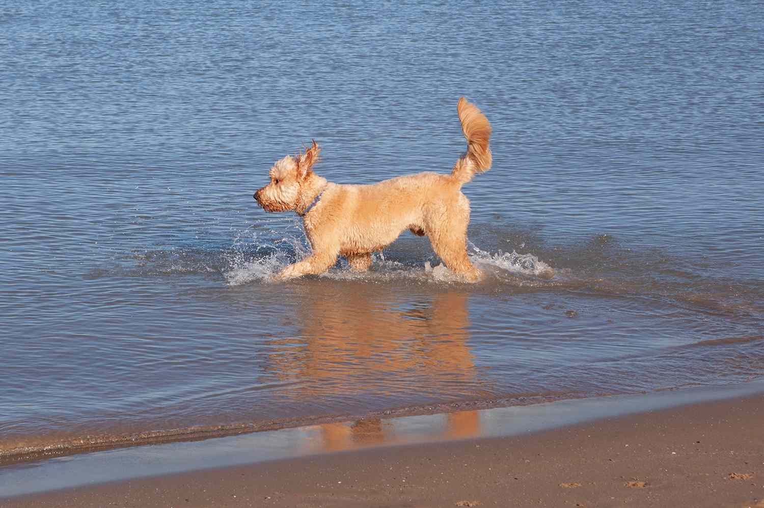 This U.S. Lakefront Was Named the Best for a Dog-friendly Vacation—and It Has a Beach Just for Pups