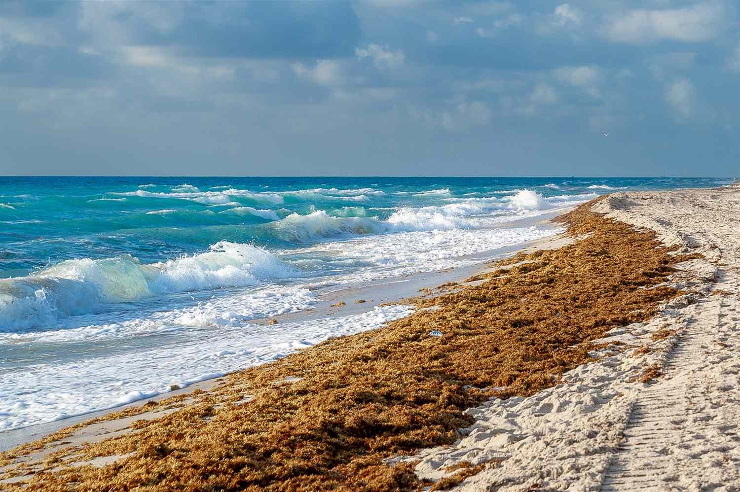 This New Daily Tracker Can Tell You if Smelly Sargassum Is Headed for Your Beach Vacation—Before You Even Arrive