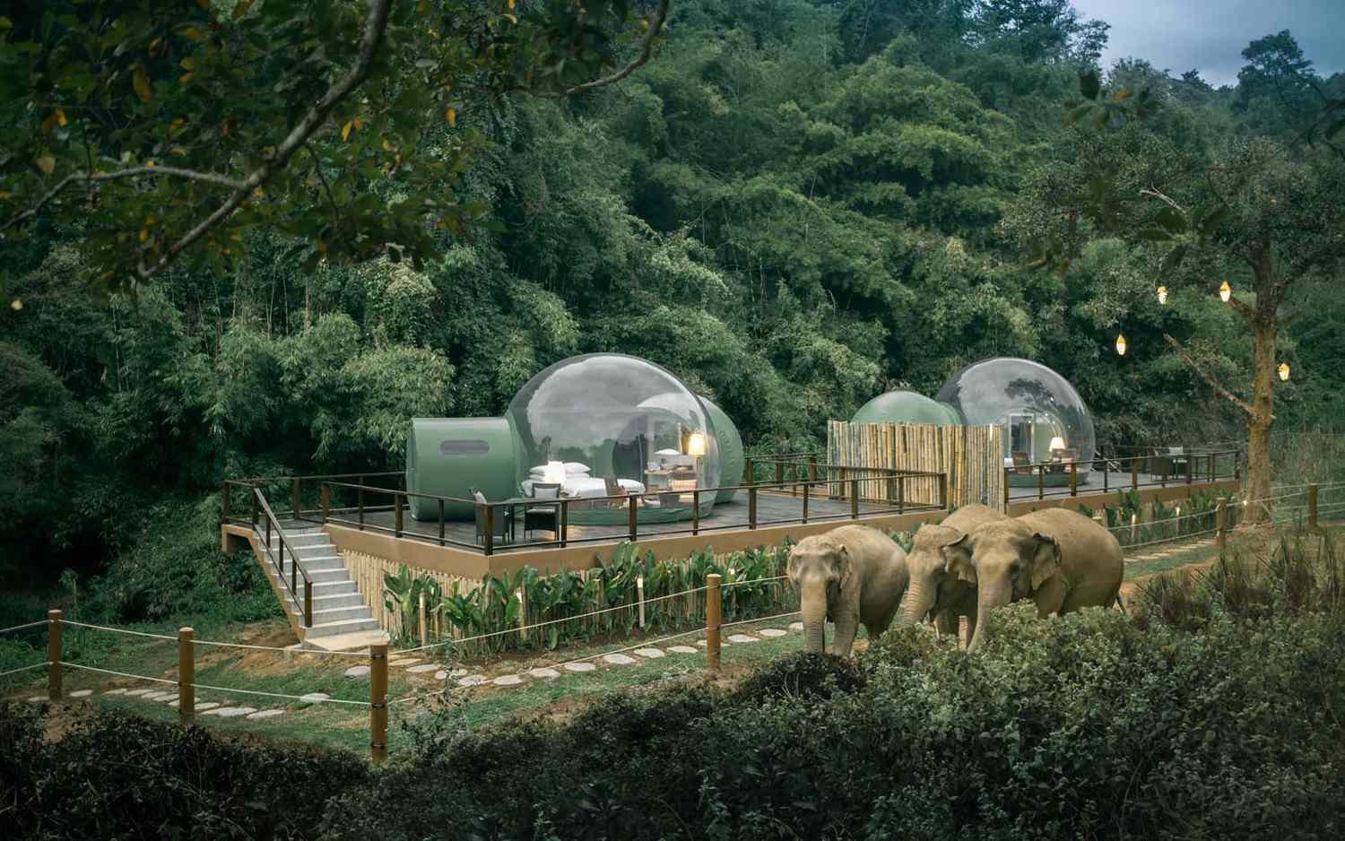 You Can Sleep With Elephants Under the Stars in a 'Jungle Bubble' in Thailand (Video)