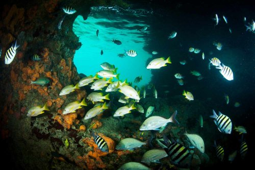 I've Gone on 134 Dives and This Is My Favorite Snorkeling Spot in the Caribbean—and Its Turquoise Waters Are Like Nature's Aquarium