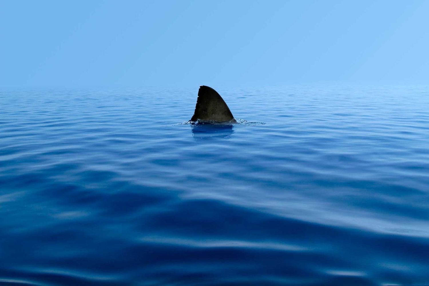 This Viral 'Trick' Will Help Detect When There Are Sharks Nearby