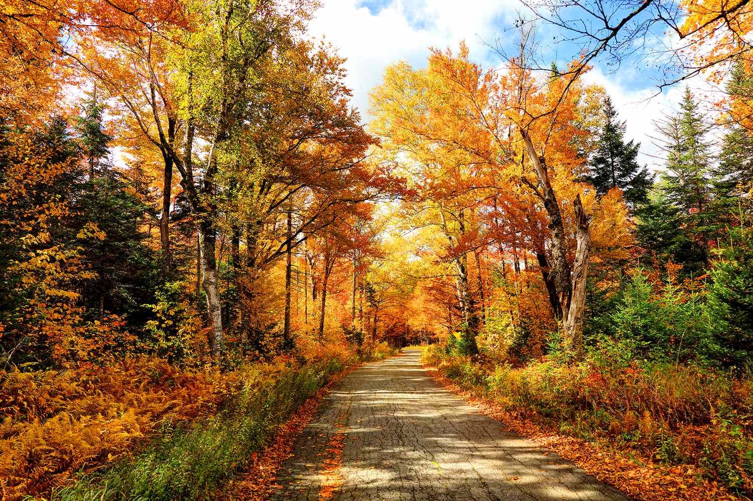 These 5 National Forests Are the Best Places for a Fall Road Trip in 2026—With Scenic Drives, Waterfalls, and Incredible