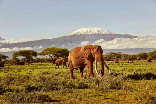 This Lesser-known National Park in Kenya Is the Ultimate Spot for Elephant Sightings — Here's Where to Stay and How to See Them