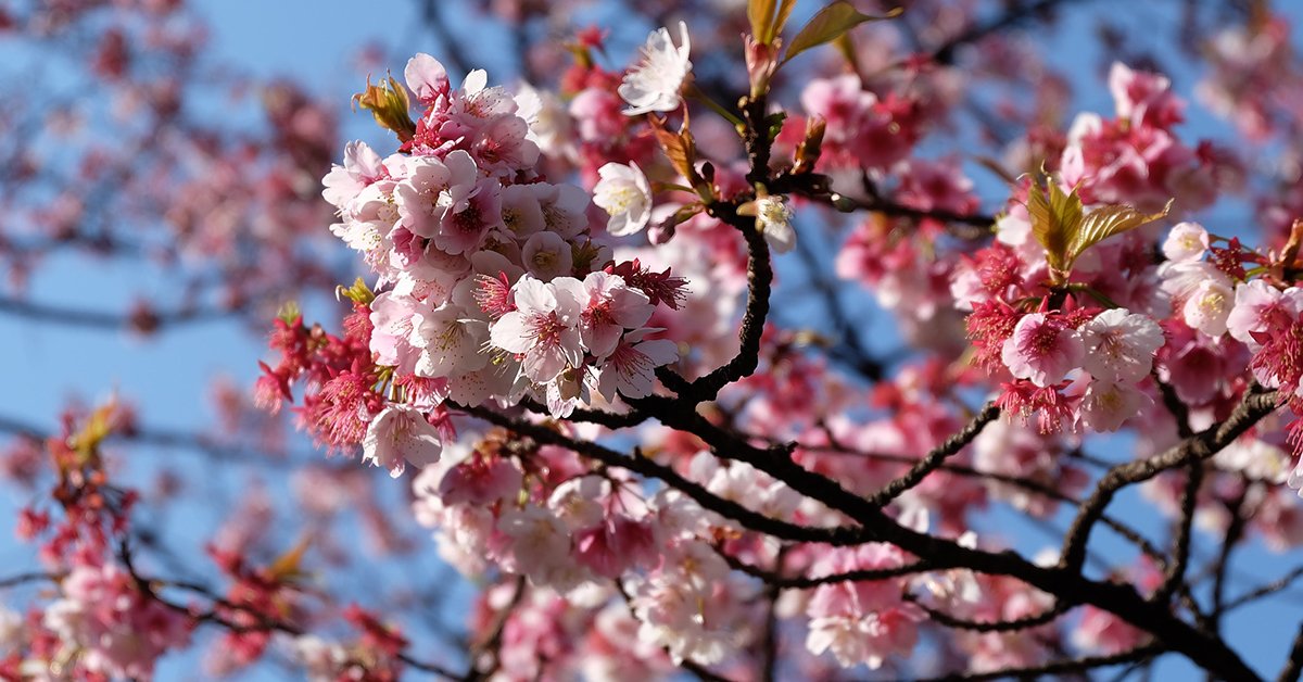 Traveling To Tokyo, Japan: What To Know Before You Go