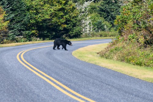 Bear Attacks Couple Along North Carolina's Blue Ridge Parkway