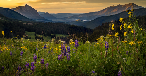 3 Amazing Places To See Beautiful Wildflowers In Colorado This Summer