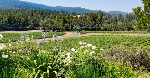 17 Fabulous Places To Experience Crush Season In California’s Anderson Valley