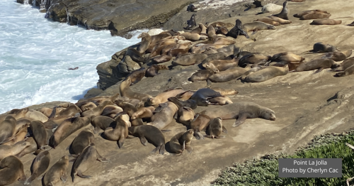 Tourists Banned From Beaches Loved By Sea Lions — Why You Can’t Visit Anymore