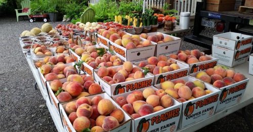 My 4 Favorite Peach Orchards To Visit In Texas