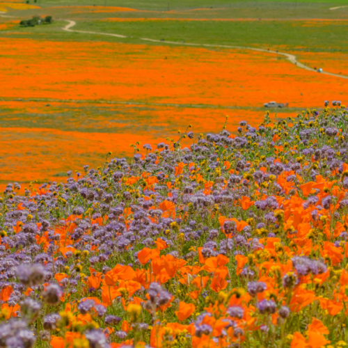 These are the best spots to see California wildflowers this spring