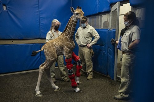 San Diego Zoo Safari Park Staff Help Baby Giraffe Walk With Special Orthotic 