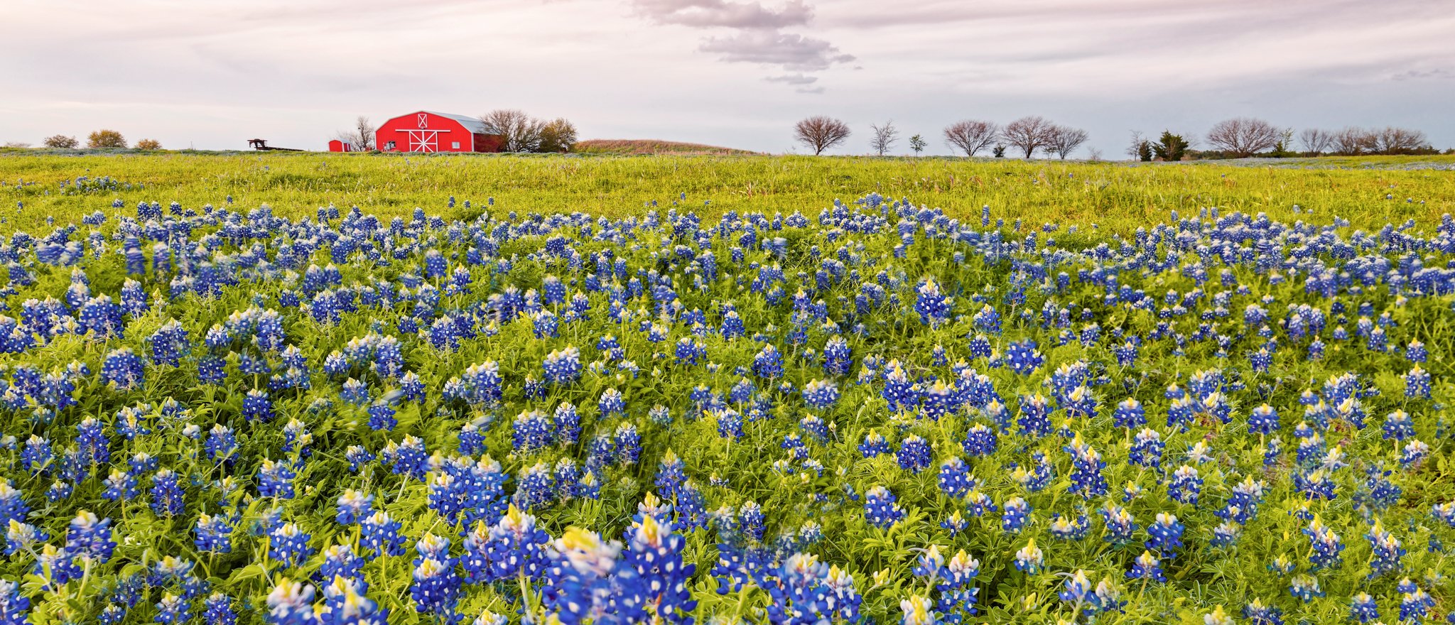 9 Beautiful Spring Wildflower Drives In Texas