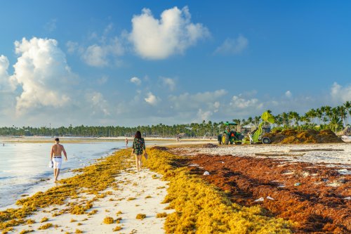 Several Caribbean Islands Dealing With Record Amounts Of Seaweed, The Problems It’s Causing For Tourists And Residents