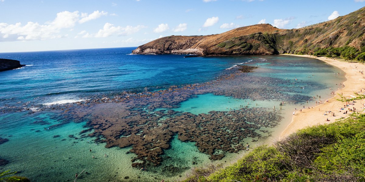 From Lockdown Comes Life: Beloved Hawaiian Tourist Spot Sees Wildlife Return