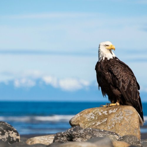Must-See Alaska Beaches: Black Sands, Wildlife Sightings, & More