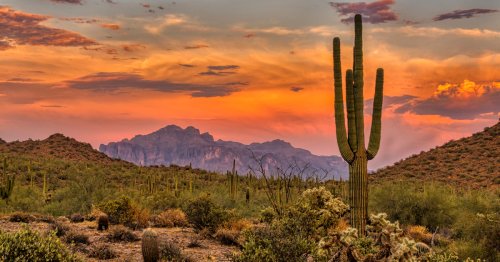 8 Best Experiences In Phoenix For Nature Lovers, Without Strenuous Hiking