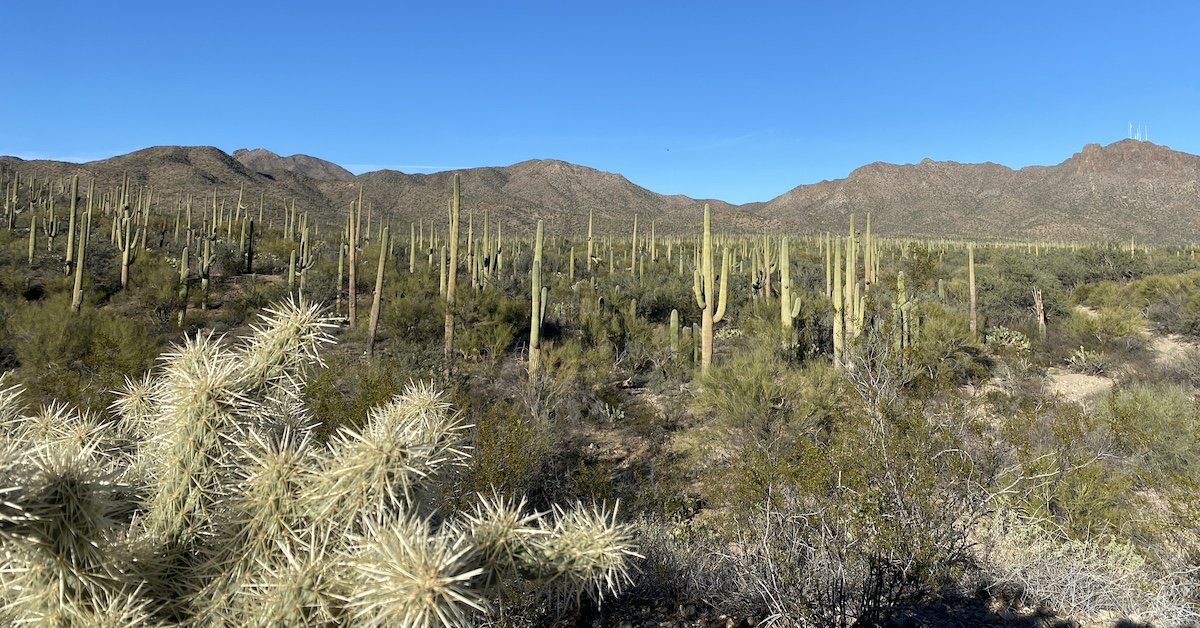 12 Beautiful Hikes Near Tucson Perfect For The Whole Family