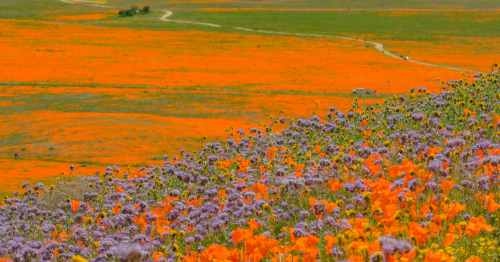 6 Fantastic Places To See California’s Gorgeous Wildflowers This Spring