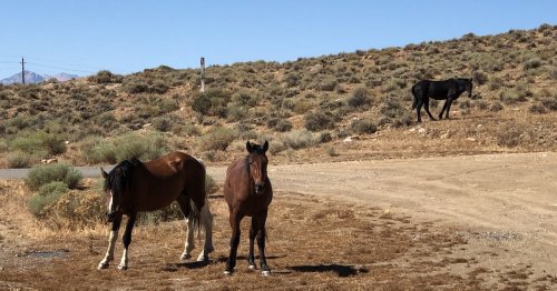 17 Fantastic Things To Do In Historic Carson City, Nevada