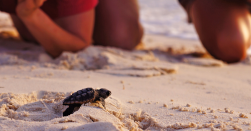 Sea Turtle Summer Camp Perfect For Adults And Kids, The Caribbean Resort Offering The Unique Experience
