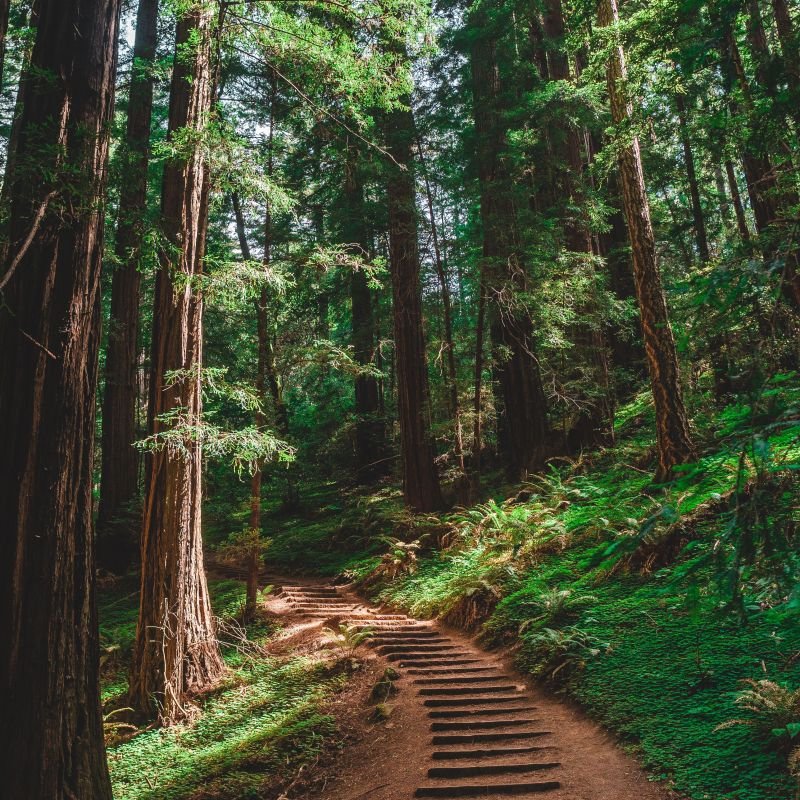 7 Tours From San Francisco That Take You to the Redwoods
