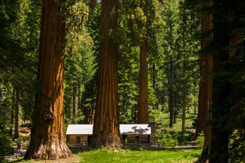 Yosemite Reopens Its Beautiful Mariposa Grove To Visitors