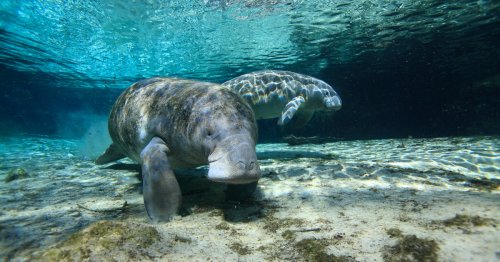 Hundreds Of Florida’s Manatees Are Dying — What’s Being Done To Save Them