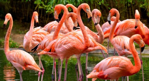 Where to See Flamingos in the Wild? | 8 Places to Consider