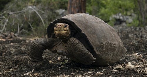 ‘Fantastic Giant Tortoises’ Believed To Be Extinct Are Still Alive, Here’s How Scientists Know