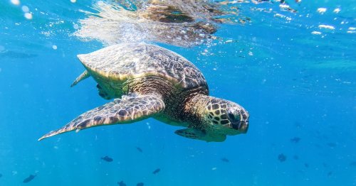 7 Tips For Snorkeling In Oahu’s Beautiful Turtle Canyon