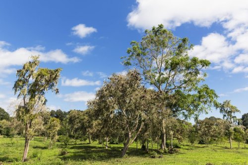 Der Manchinelbaum – der gefährlichste Baum der Welt
