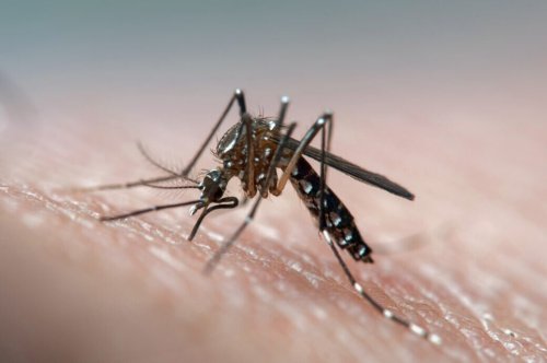 8000 Fälle in einer Woche! Costa Rica warnt vor Dengue-Fieber