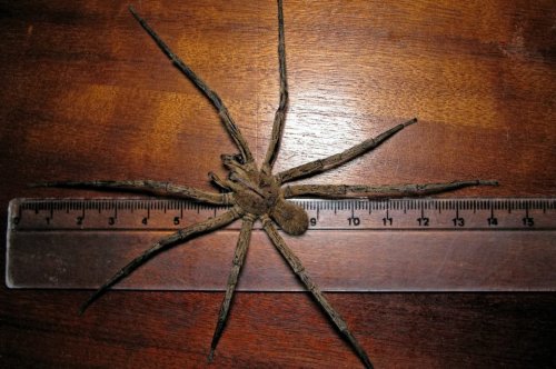 Achtung, Lebensgefahr! Die 5 giftigsten Spinnen der Welt