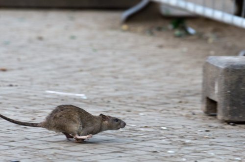 „So groß wie Katzen“ – Bahnhöfe in München kämpfen mit Rattenplage
