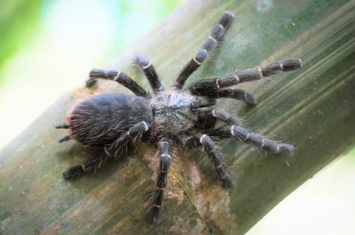Youtuber entdeckt in Thailand bisher unbekannte Vogelspinnen-Art