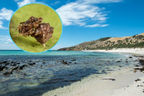 „Mörderspinne“ auf australischer Insel wiederentdeckt