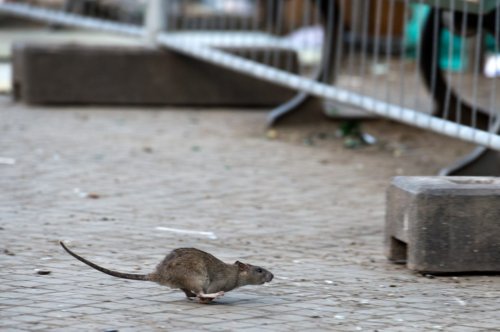 „So groß wie Katzen“ – Bahnhöfe in München kämpfen mit Rattenplage