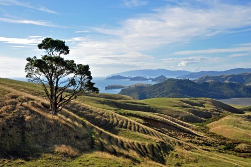 Tipps für die Coromandel Peninsula in Neuseeland