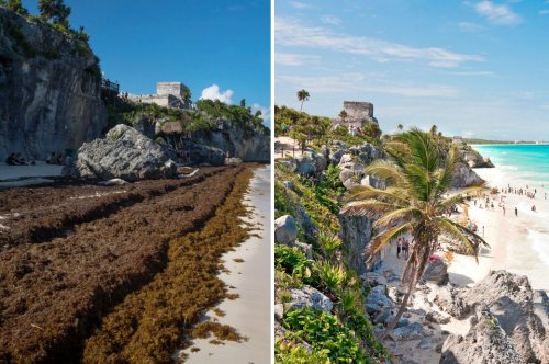 Historische Algenplage bedroht Mexikos und Florida Traumstrände