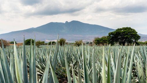 Volcán Tequila, allí donde nace la magia (y la bebida) mexicana