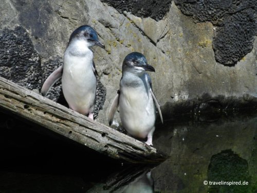 Zwergpinguin – der kleinste Pinguin