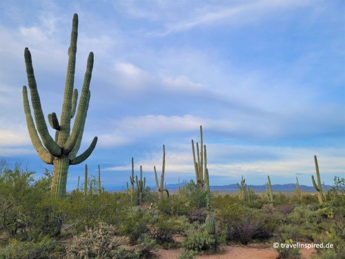 Saguaro Nationalpark: Zu Besuch bei den stacheligen Riesenkakteen