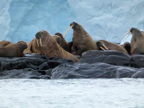 Spitzbergen Kreuzfahrt mit Poseidon Expeditions: Eisbären, Walrosse und Gletscher