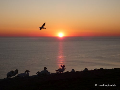 Helgoland: Robben- und Vogelbeobachtung mit dem Verein Jordsand und ZEISS