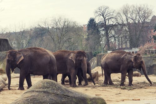 Elefantentag im Kölner Zoo