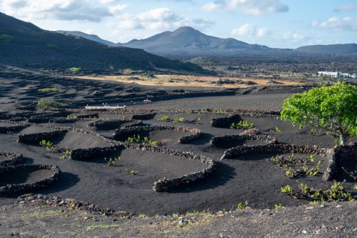 7 Tipps für Essen & Trinken auf Lanzarote